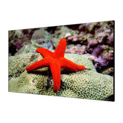 Monitor HIKVISION LCD 55"...